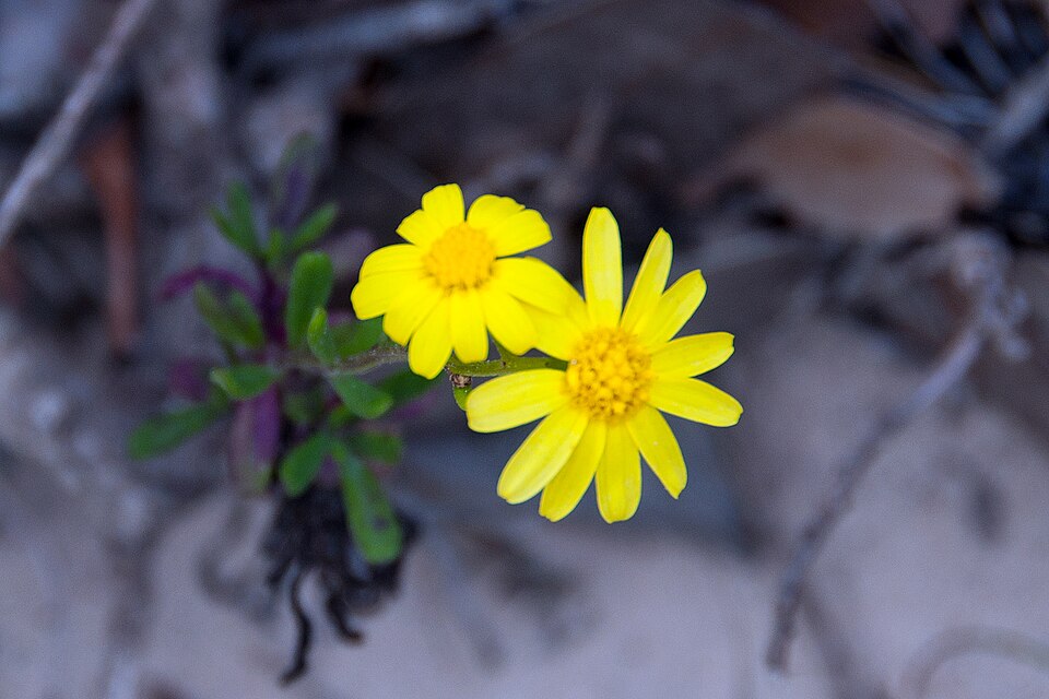 Senecio pinnatifolius (pinnate-leaved groundsel) (alternate view 7)