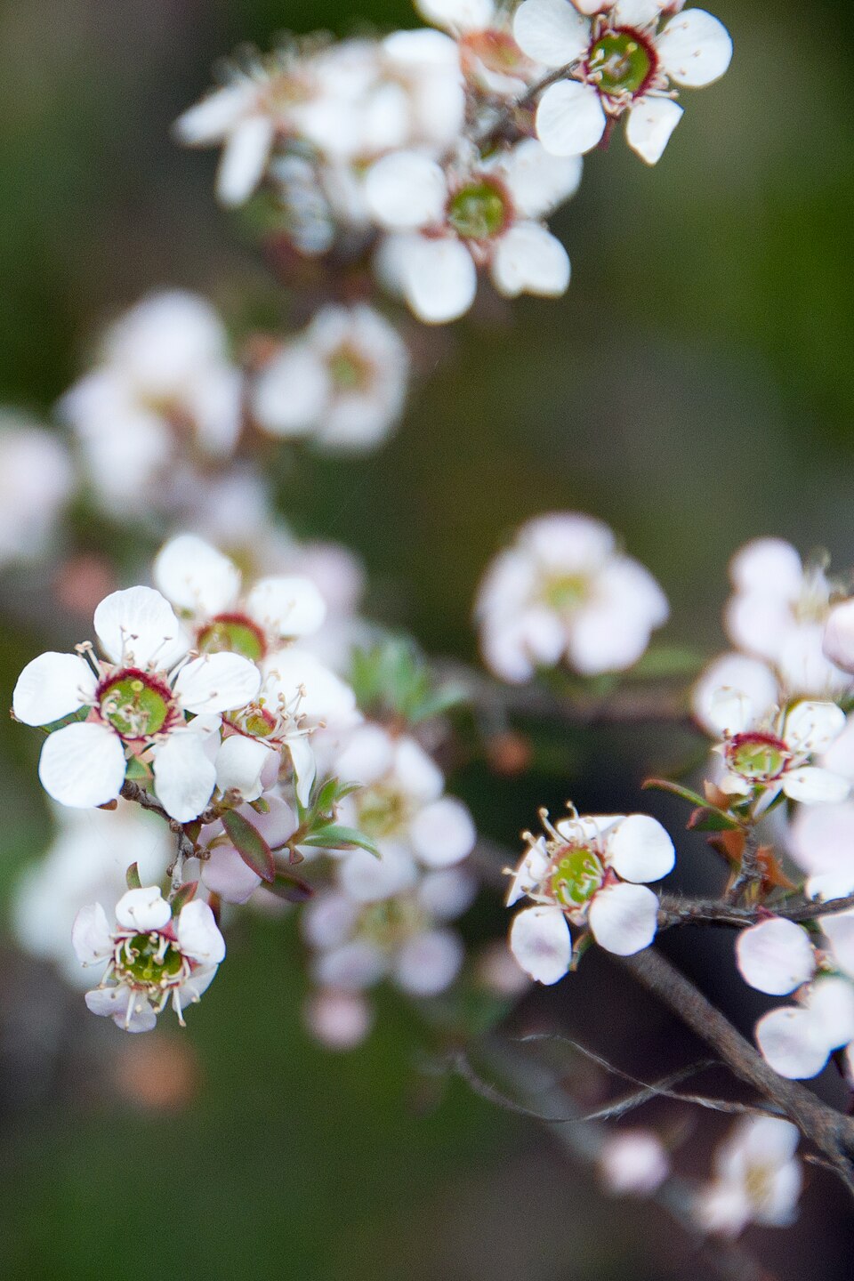 Gaudium myrsinoides (Heath Teatree)