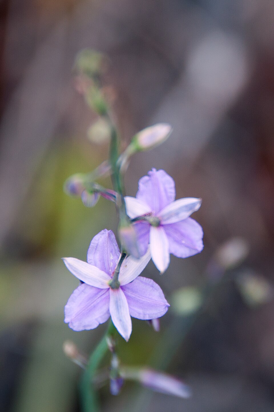Thysanotus patersonii (Twining Fringe-lily) (alternate view 3)