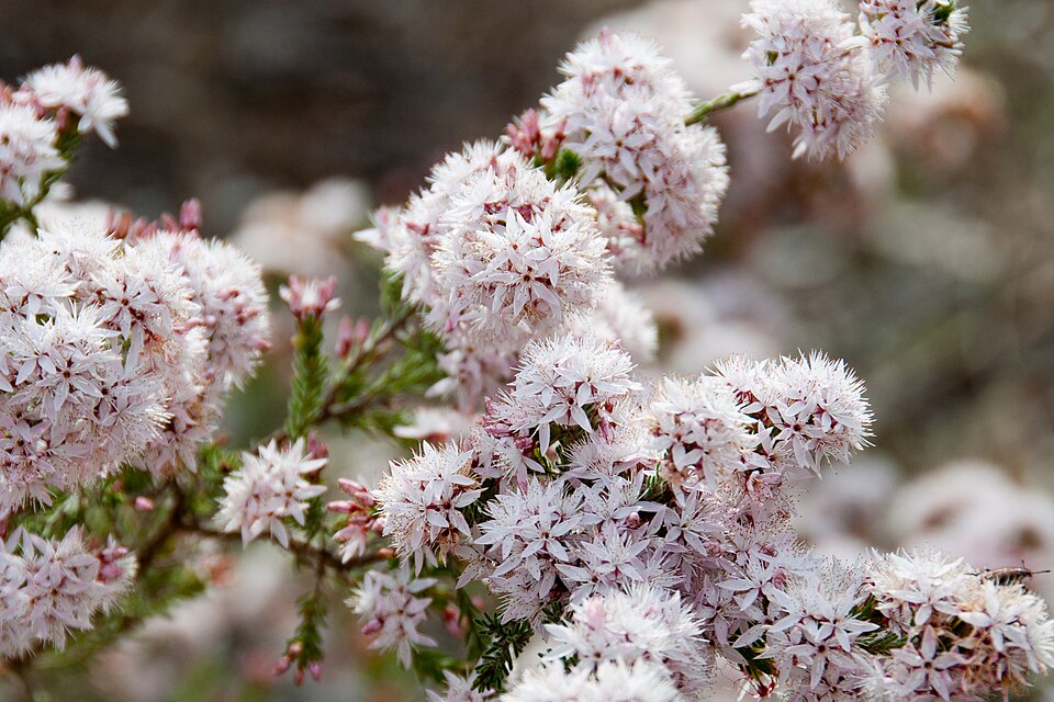 Calytrix tetragona (Fringe Myrtle) (alternate view 3)