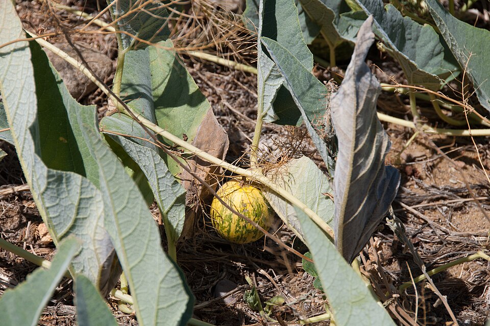 Cucurbita foetidissima (Buffalo Gourd) (alternate view 5)