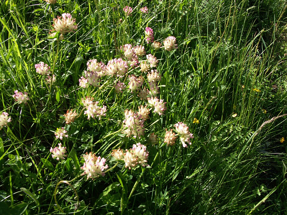 Anthyllis vulneraria (Common Kidney-Vetch)