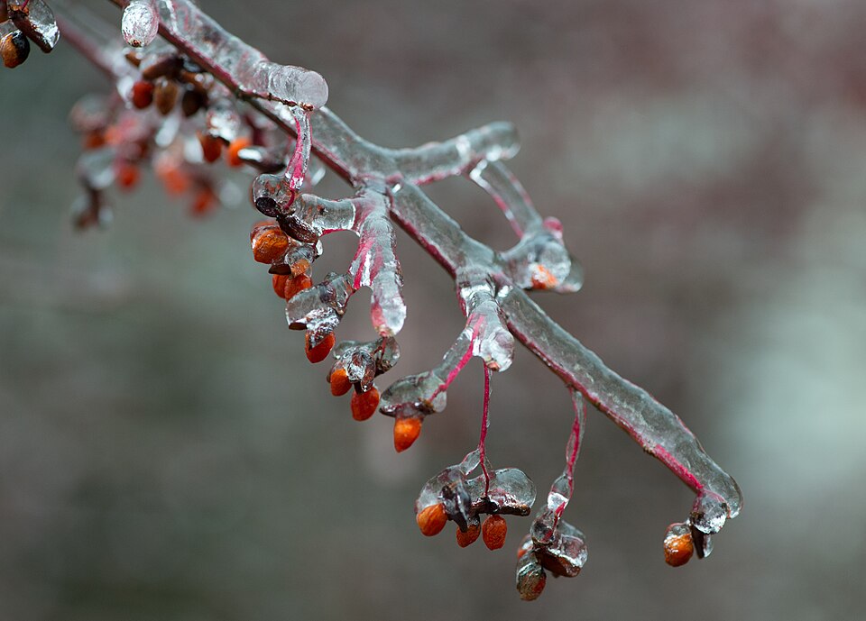 Euonymus atropurpureus (wahoo) (alternate view 8)