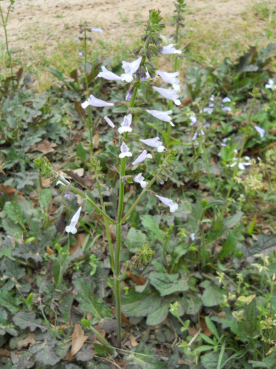 Delphinium carolinianum (Wild Blue Larkspur) (alternate view 6)