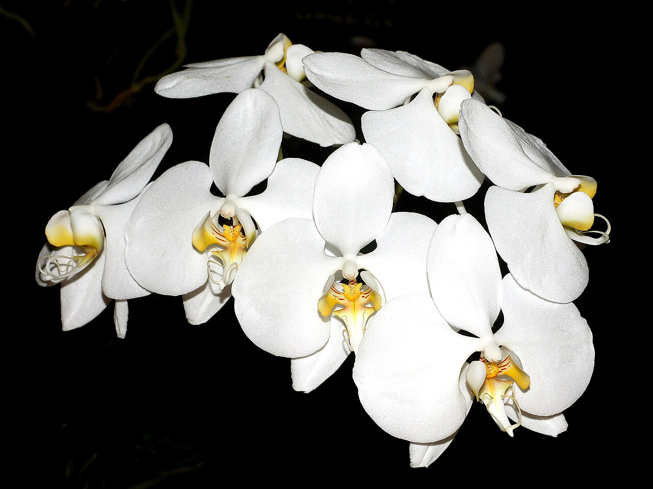 Phalaenopsis amabilis, Moon orchid — upright evergreen (Orchidaceae) (image 3 of 5)