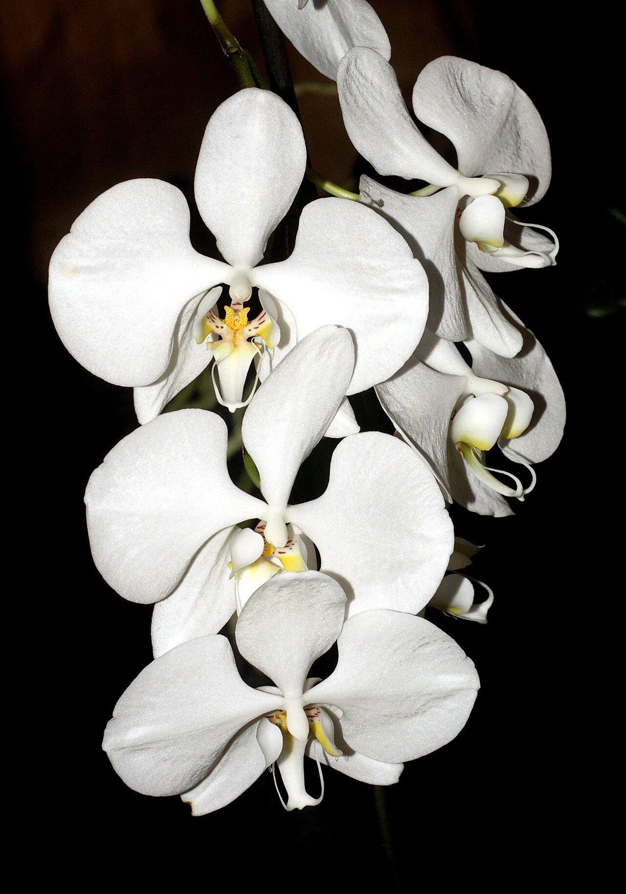 Phalaenopsis amabilis, Moon orchid — upright evergreen (Orchidaceae) (image 4 of 5)