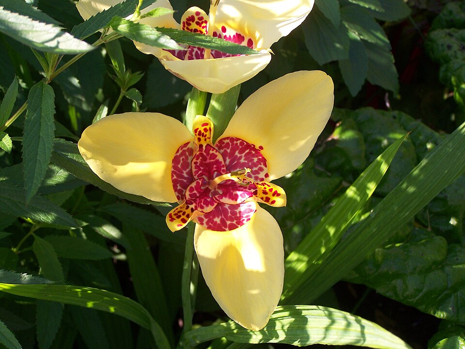 Tigridia pavonia (Mexican shell flower) (alternate view 9)