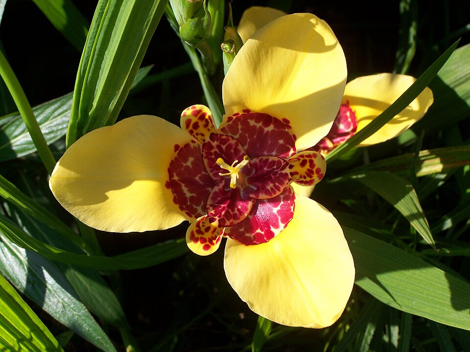 Tigridia pavonia (Mexican shell flower) (alternate view 10)