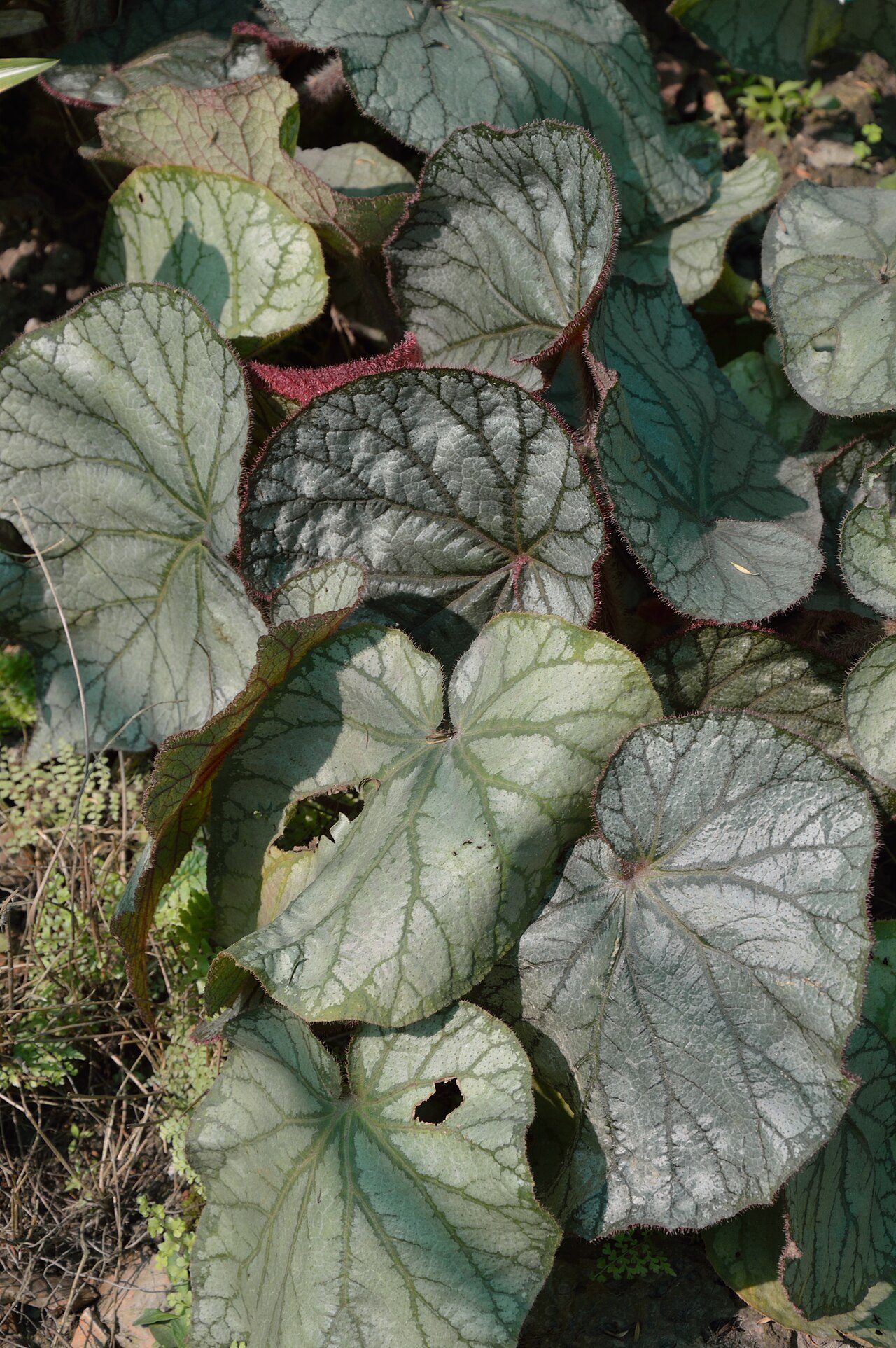 Begonia spp., begonias (Begoniaceae) (image 3 of 9)