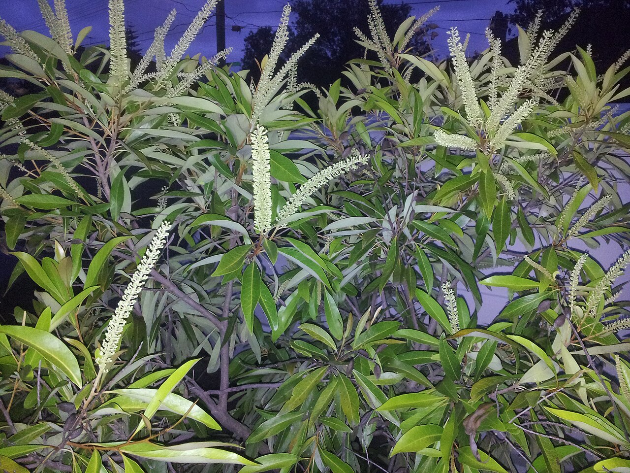 Buckinghamia celsissima, Ivory curl tree — upright evergreen (Proteaceae) (image 5 of 10)