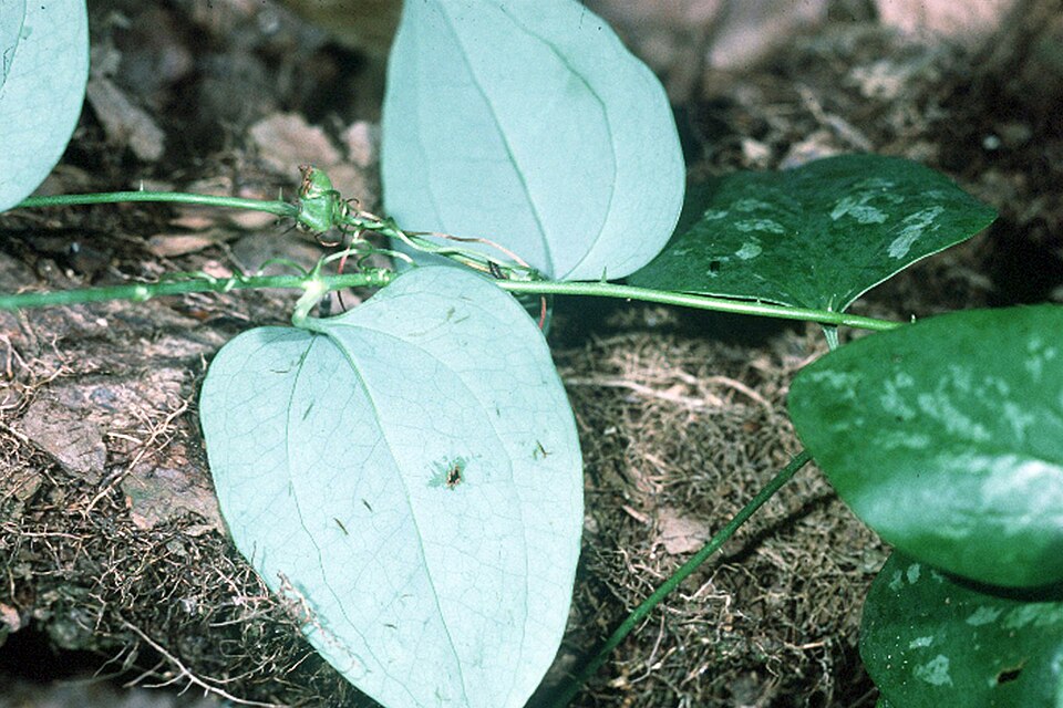Smilax glauca (sawbrier) (alternate view 9)