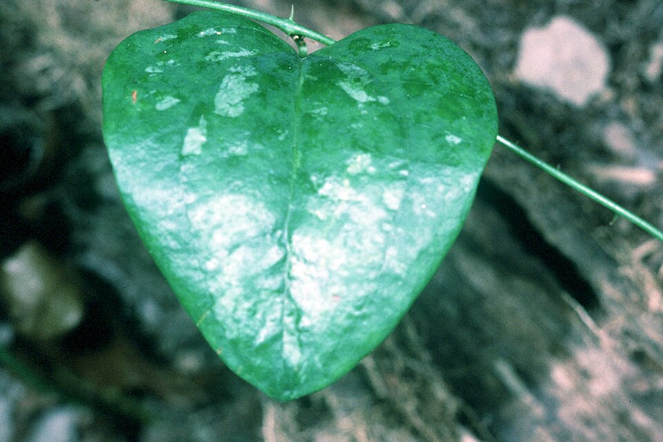 Smilax glauca (sawbrier) (alternate view 10)