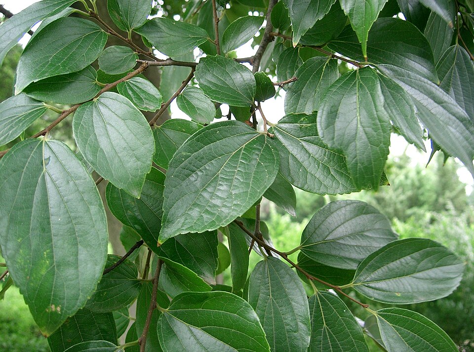 Celtis sinensis (Chinese Hackberry) (alternate view 6)