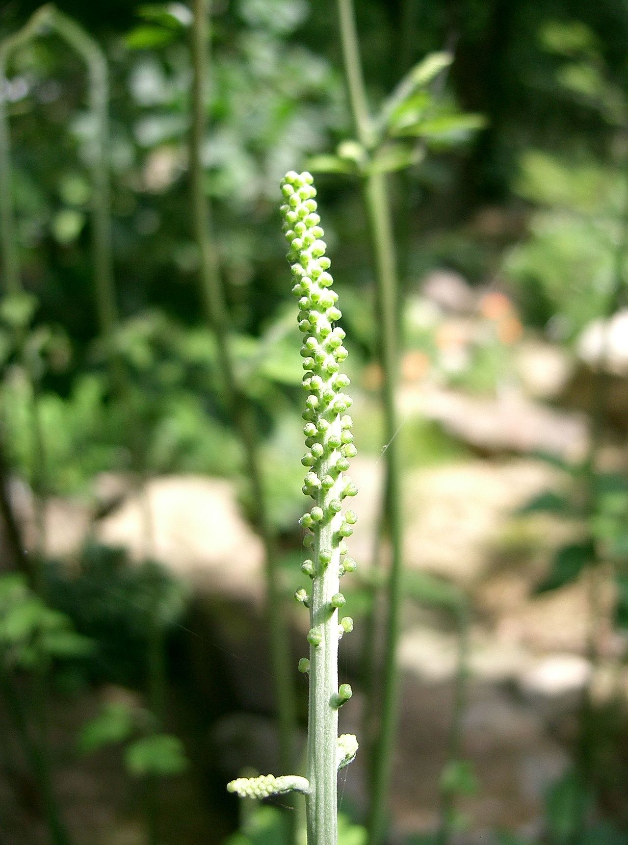 Actaea simplex, Bugbane — clumping deciduous (Ranunculaceae) (image 2 of 10)