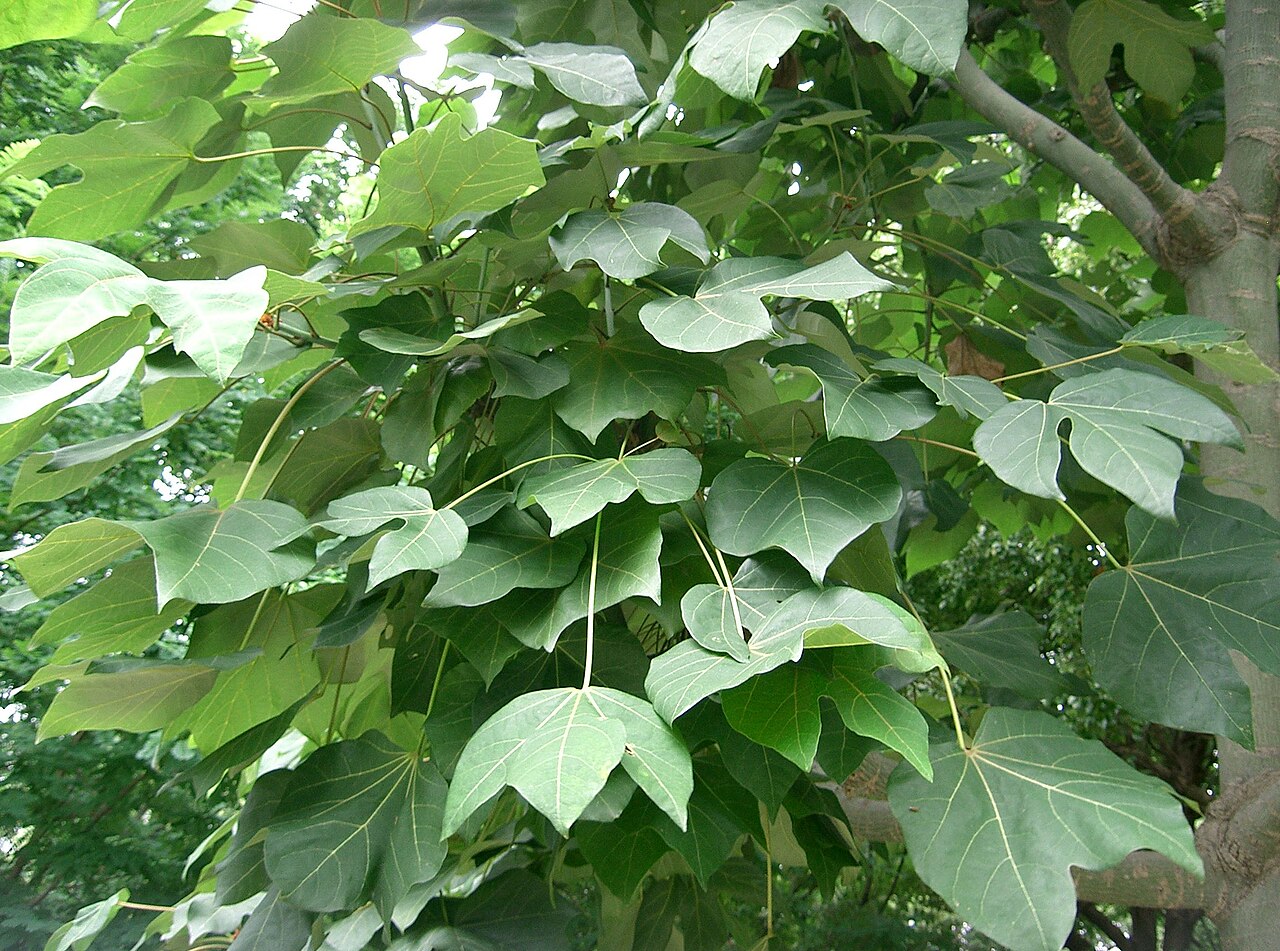 Firmiana simplex, Chinese parasol tree — upright deciduous (Malvaceae) (image 2 of 10)