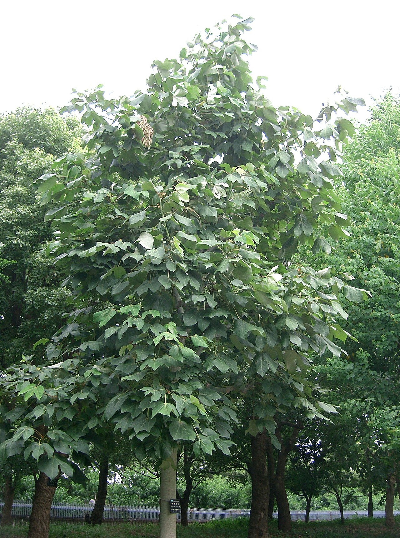 Firmiana simplex, Chinese parasol tree — upright deciduous (Malvaceae) (image 3 of 10)