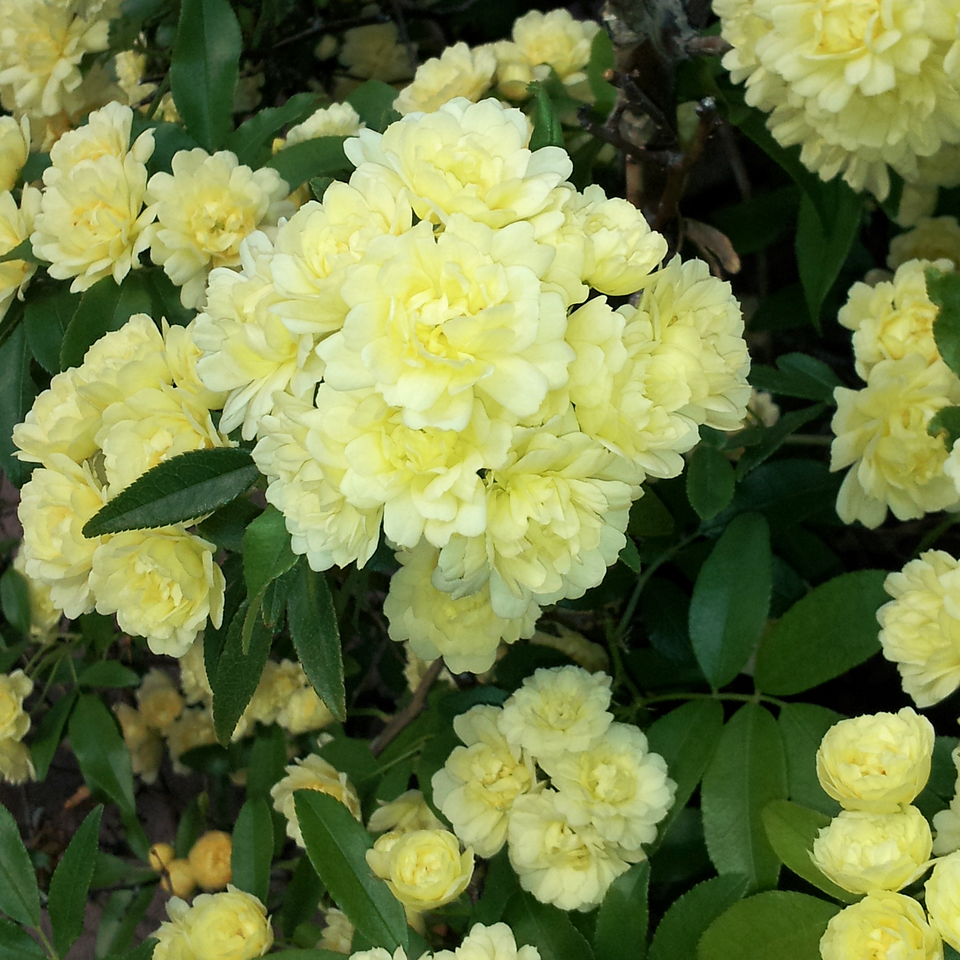 Rosa banksiae 'Lutea' (alternate view 4)