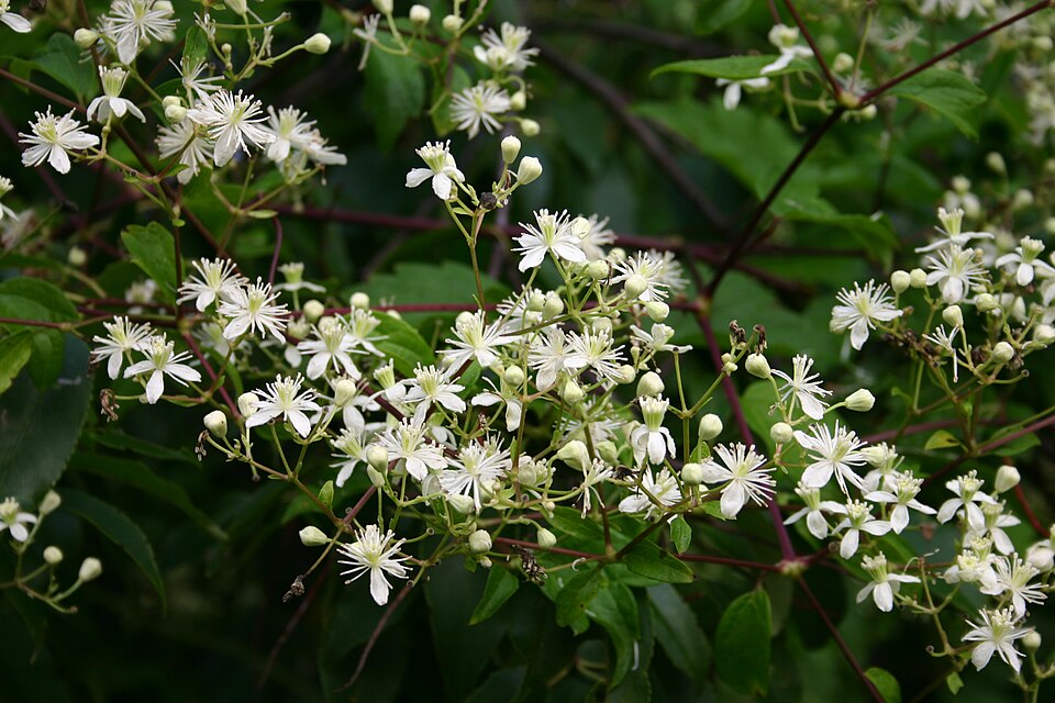 Clematis virginiana (virgin's-bower)