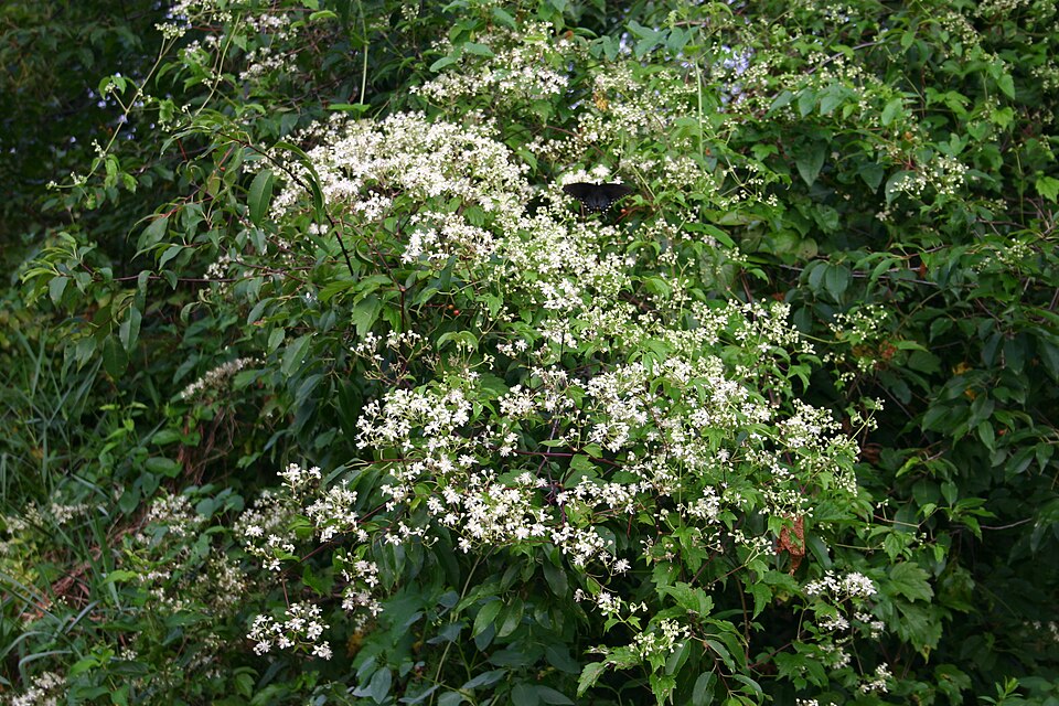 Clematis virginiana (virgin's-bower)
