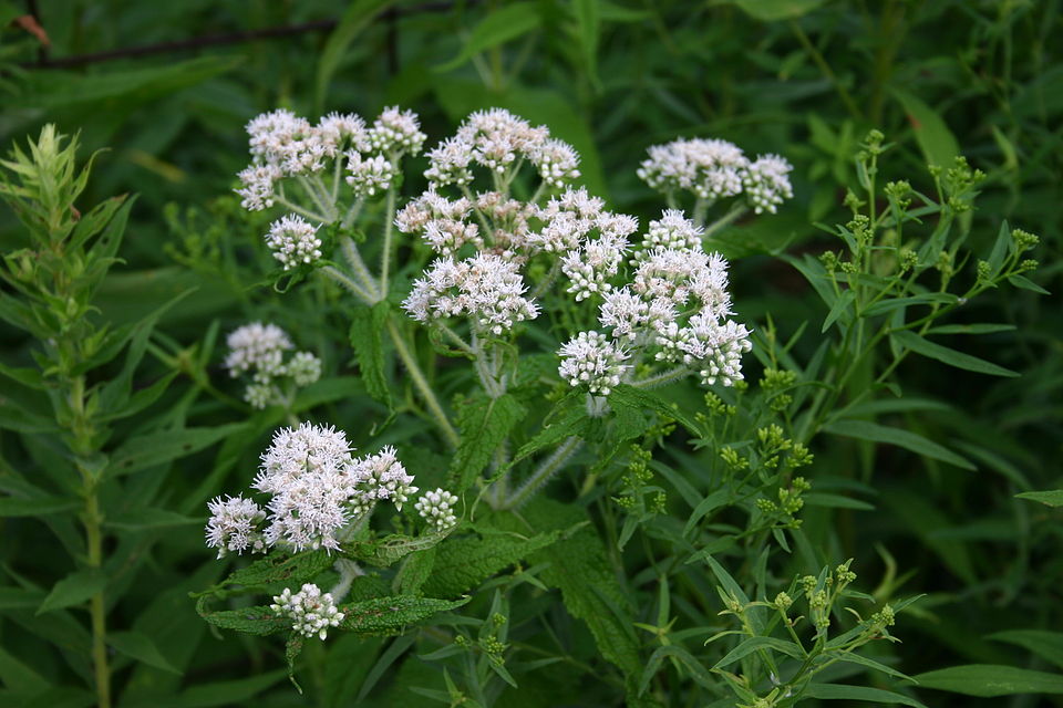 Eupatorium perfoliatum (Boneset)