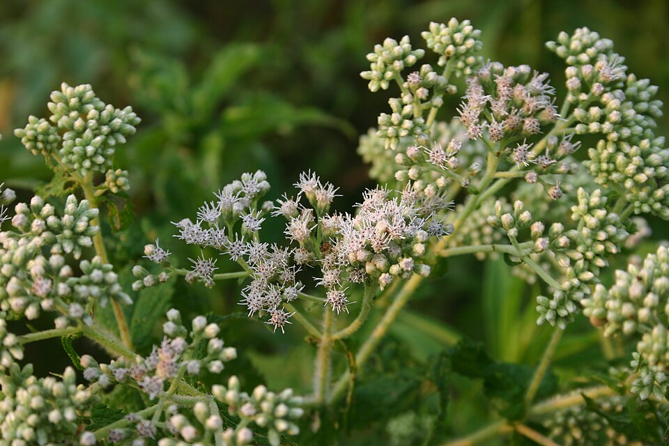 Eupatorium perfoliatum (Boneset)