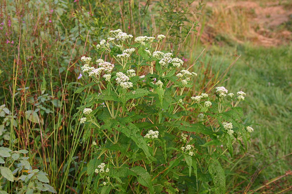 Eupatorium perfoliatum (Boneset)