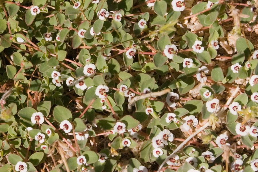 Euphorbia albomarginata (Whitemargin Sandmat) (alternate view 10)