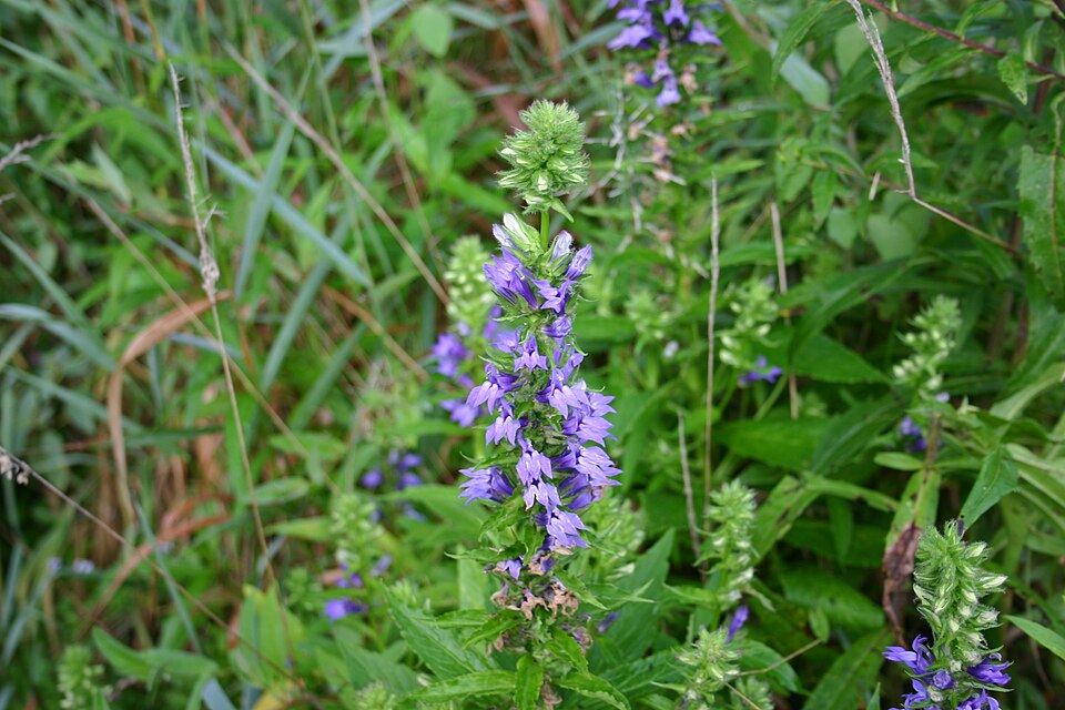 Lobelia siphilitica (Great Blue Lobelia) (alternate view 6)