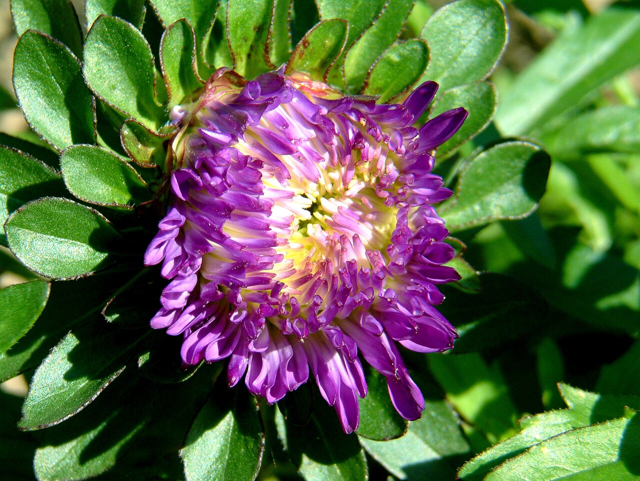 Callistephus chinensis, China aster — upright deciduous (Asteraceae) (image 1 of 10)