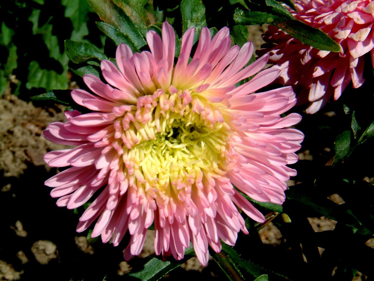 Callistephus chinensis, China aster — upright deciduous (Asteraceae) (image 2 of 10)