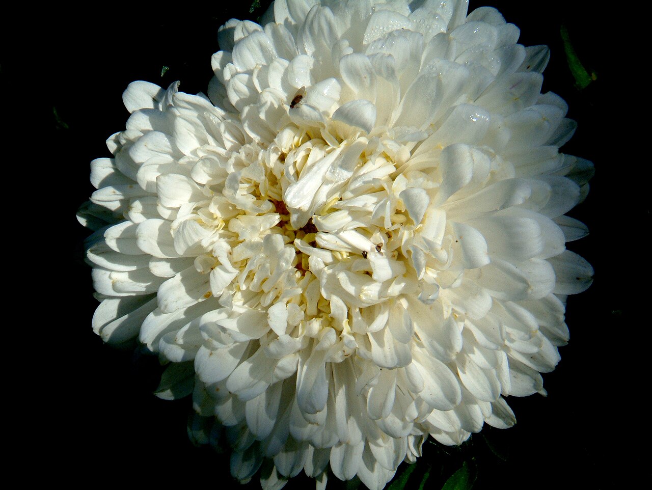 Callistephus chinensis, China aster — upright deciduous (Asteraceae) (image 3 of 10)