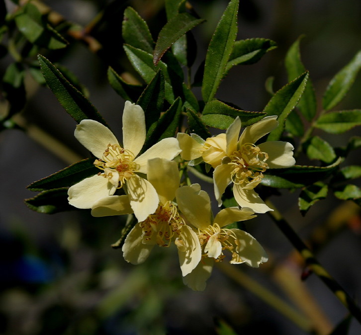 Rosa banksiae (Lady Banks Rose) (alternate view 8)