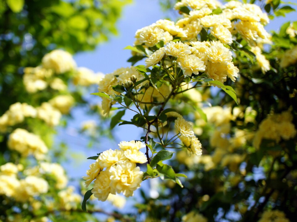 Rosa banksiae 'Lutea' (alternate view 5)