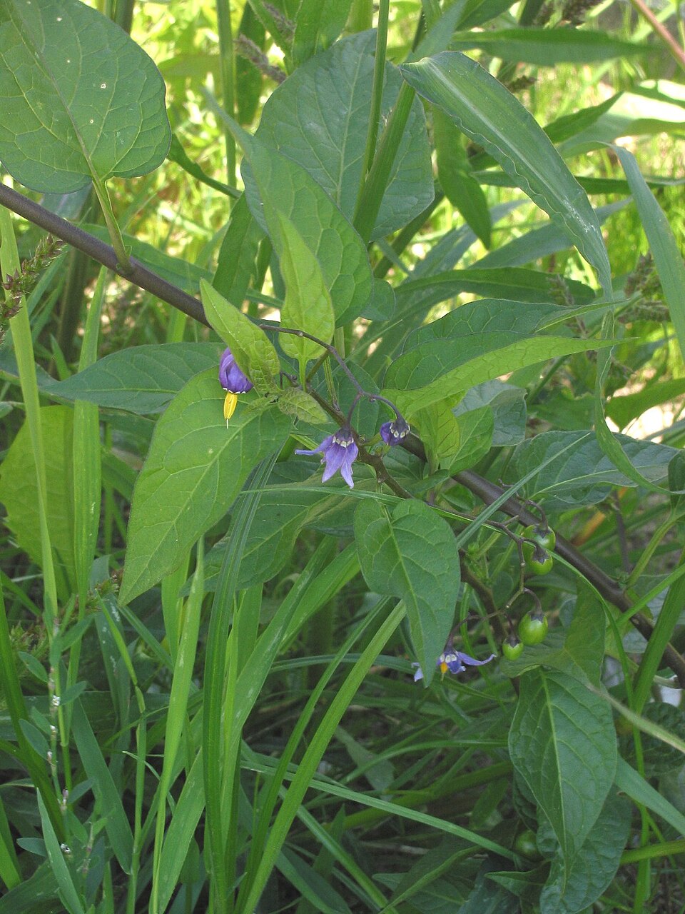 Solanum dulcamara (bittersweet nightshade) (alternate view 6)