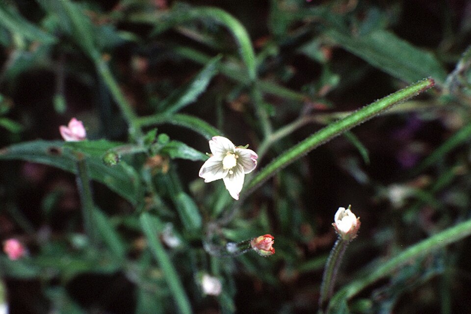 Epilobium coloratum (cinnamon willowherb) (alternate view 6)