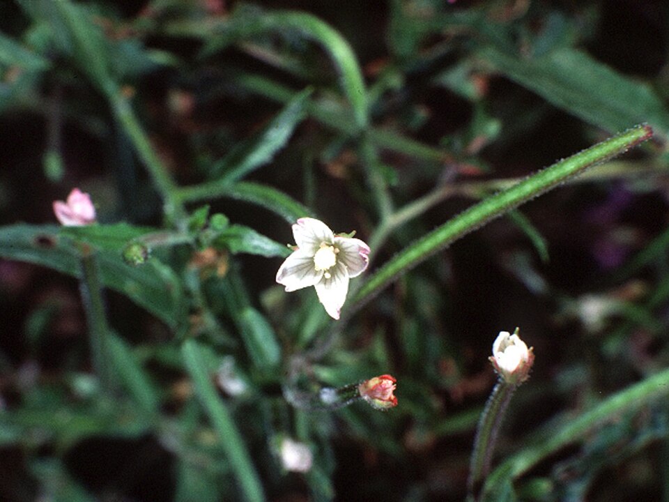 Epilobium coloratum (cinnamon willowherb) (alternate view 7)