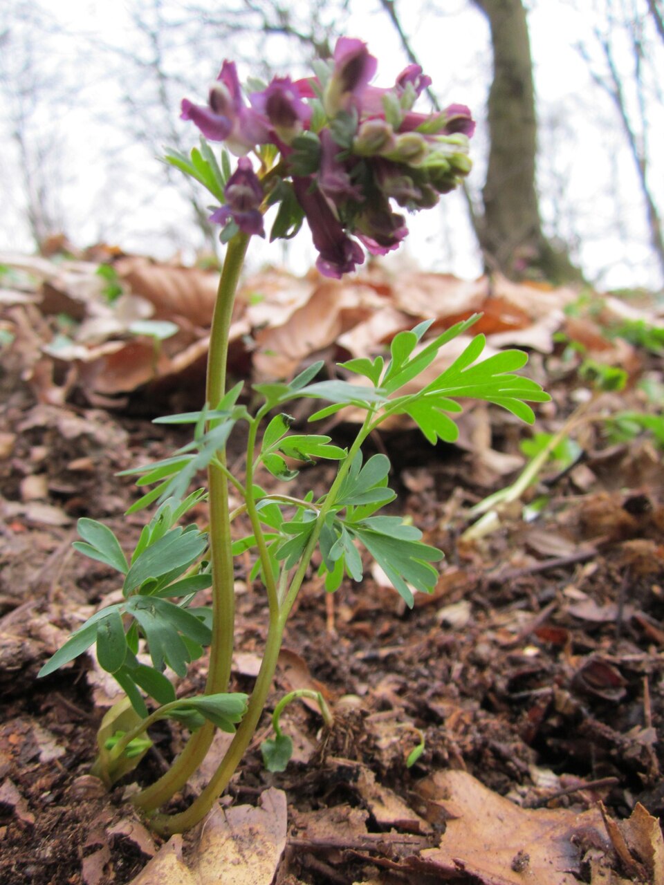 Corydalis solida (Bird-in-a-bush)