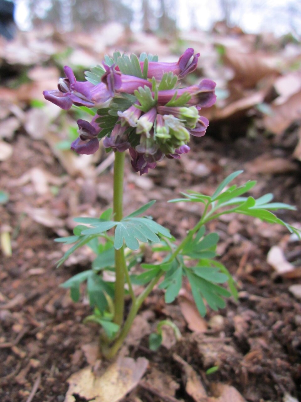 Corydalis solida (Bird-in-a-bush)