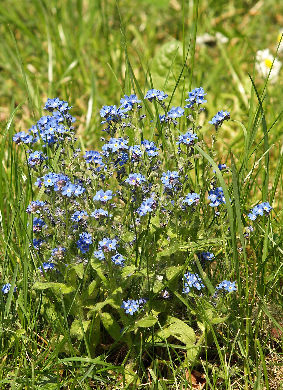 Myosotis sylvatica (forget-me-not)
