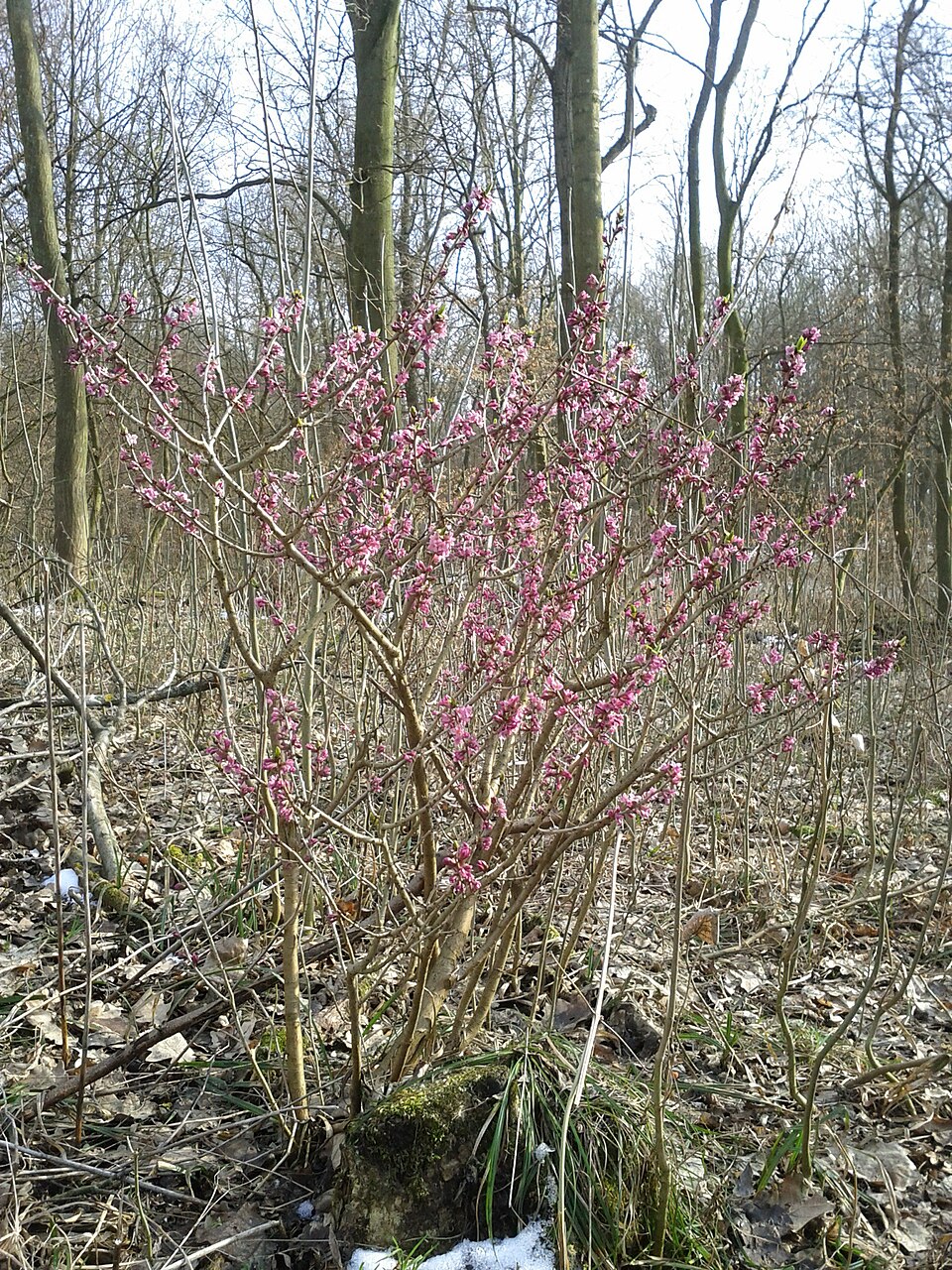 Daphne mezereum (February daphne) (alternate view 5)