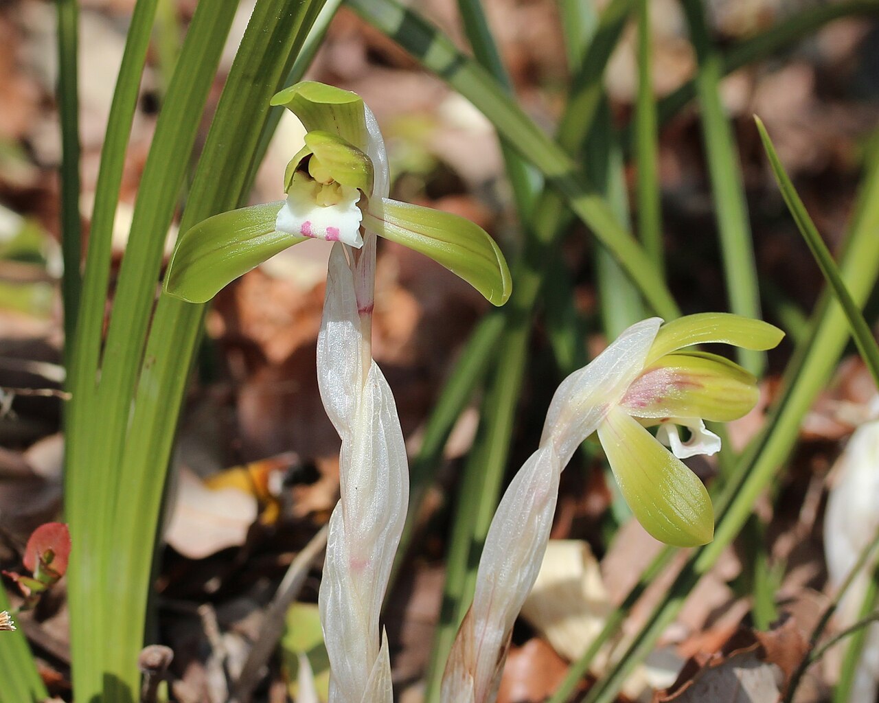 Cymbidium goeringii, Spring orchid — clumping evergreen (Orchidaceae) (image 6 of 10)