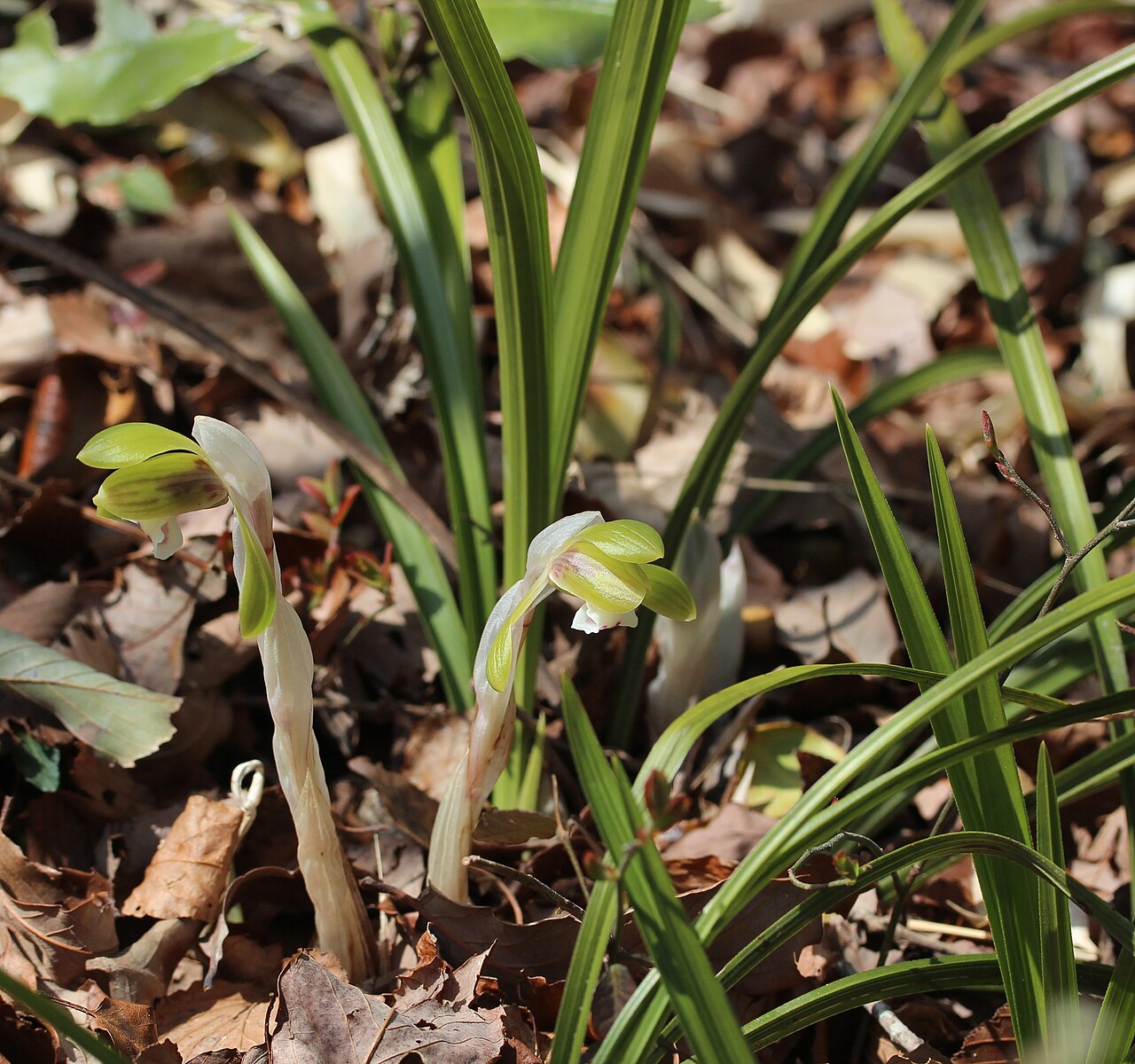 Cymbidium goeringii, Spring orchid — clumping evergreen (Orchidaceae) (image 7 of 10)