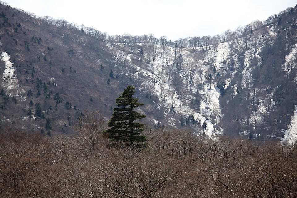 Pinus parviflora (Japanese White Pine) (alternate view 7)