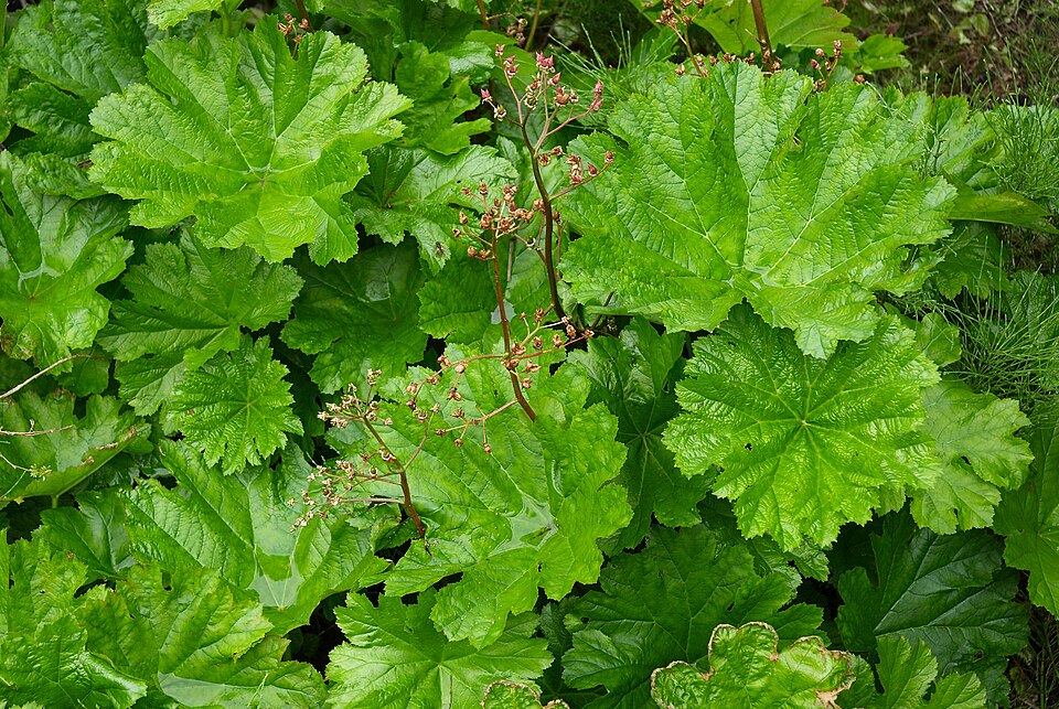 Darmera peltata (umbrella plant) (alternate view 7)