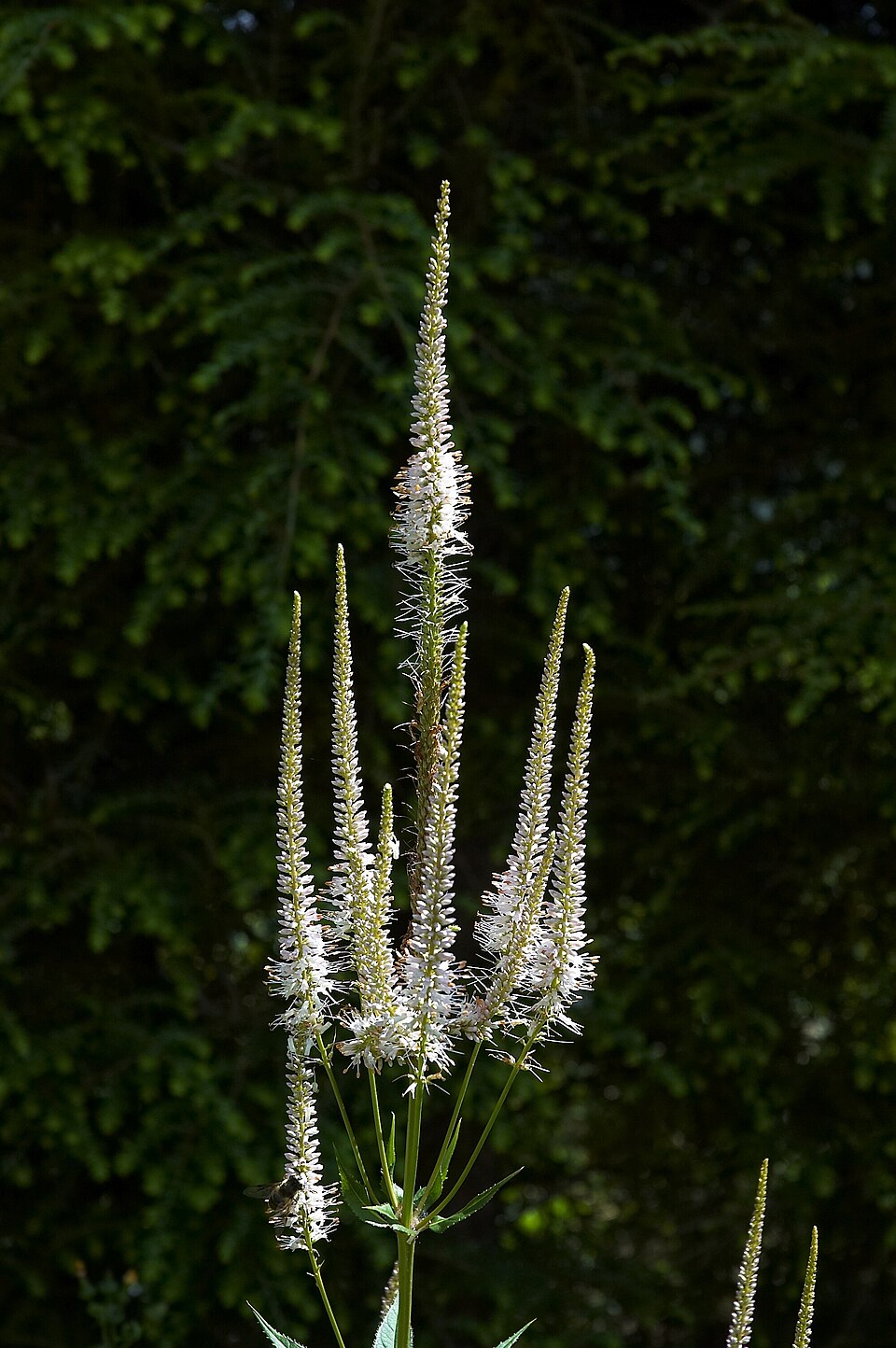 Veronicastrum virginicum (culver's root) (alternate view 7)