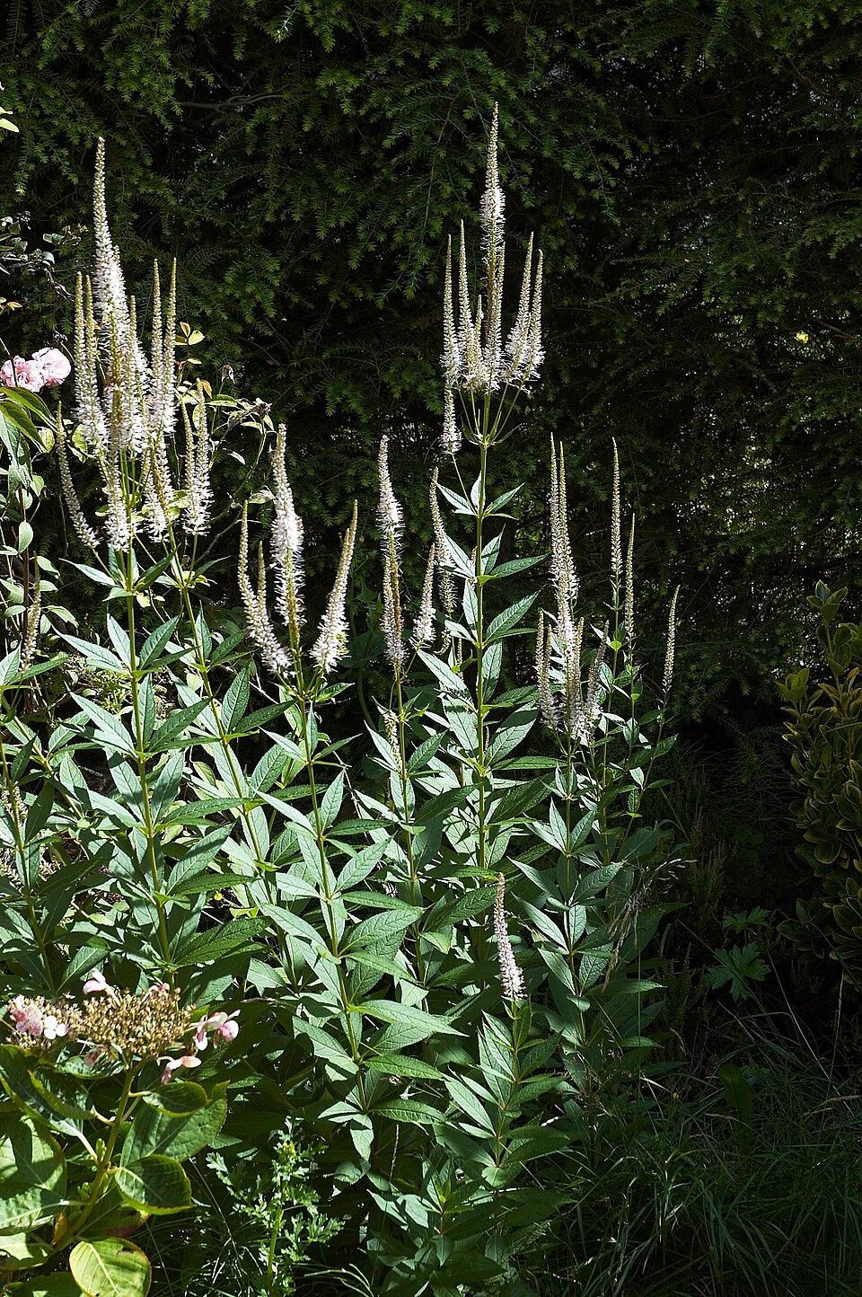 Veronicastrum virginicum (culver's root) (alternate view 8)