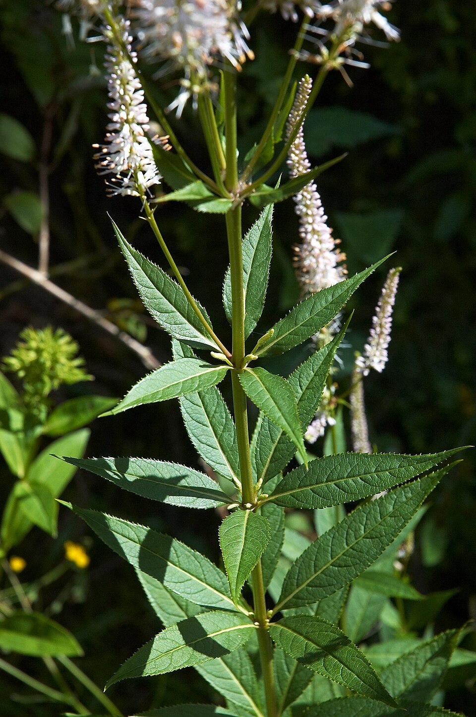 Veronicastrum virginicum (culver's root) (alternate view 9)