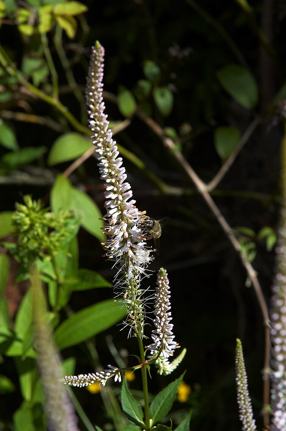 Veronicastrum virginicum (culver's root) (alternate view 10)