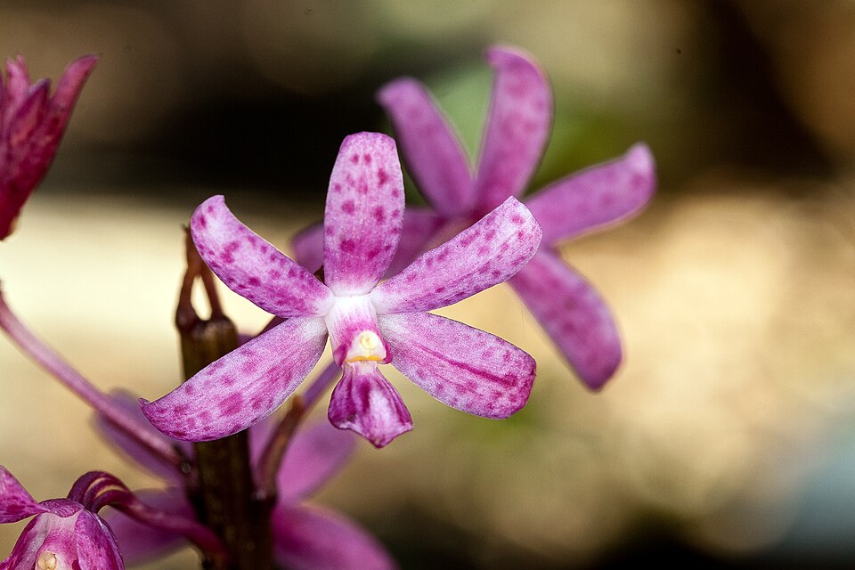 Dipodium roseum (Rosy Hyacinth Orchid) (alternate view 4)