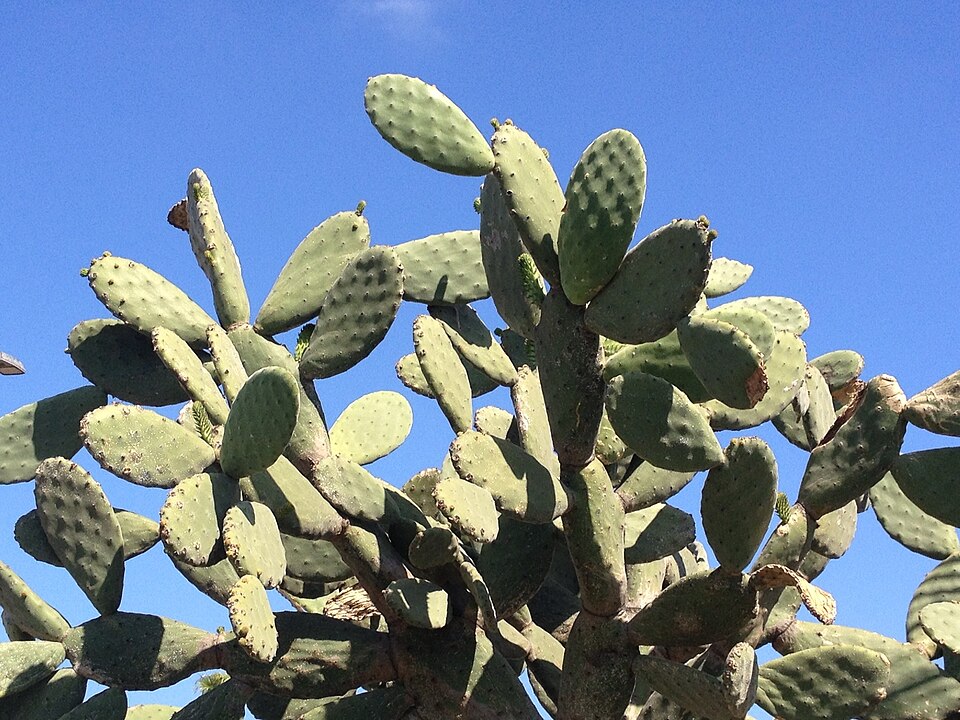 Opuntia tomentosa (Woollyjoint Pricklypear) (alternate view 7)